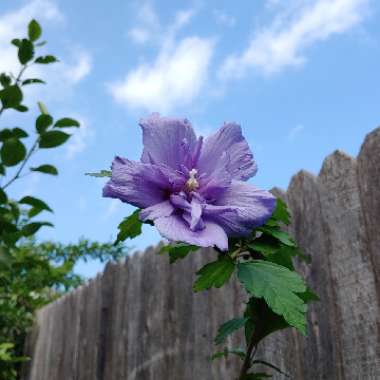 Hibiscus syriacus 'Blue Chiffon'