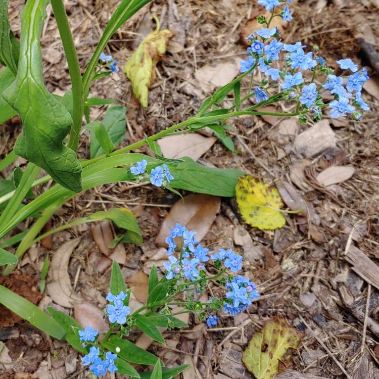 Plant image Cynoglossum amabile