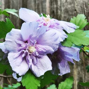 Rose Of Sharon 'Blue Chiffon'