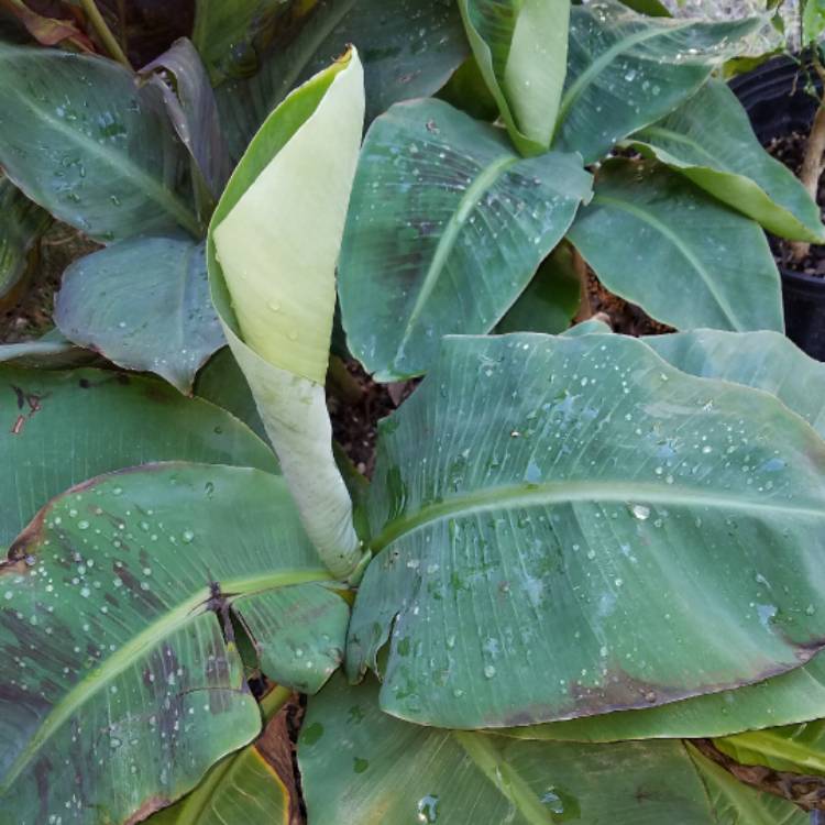 Plant image Musa Tropicana