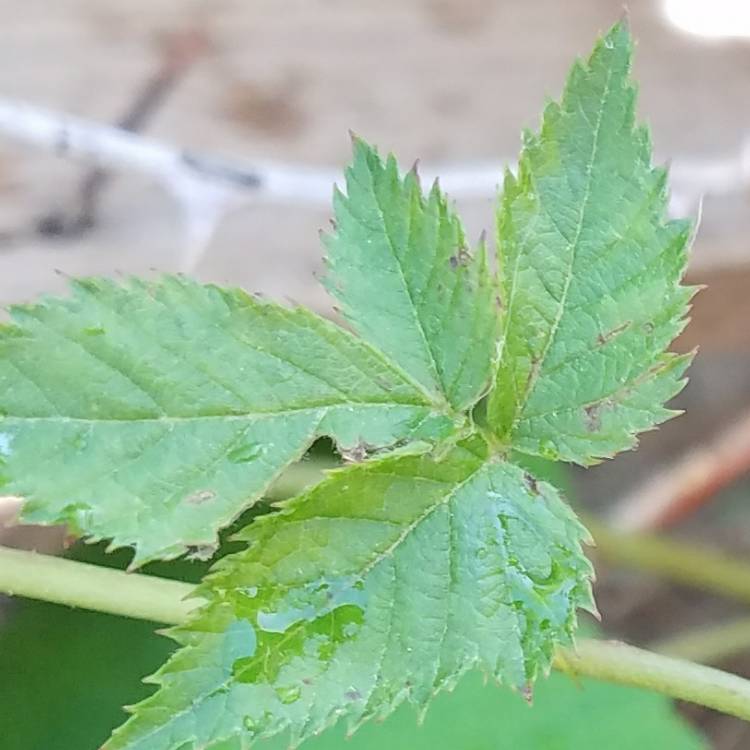 Plant image Rubus Boysenberry