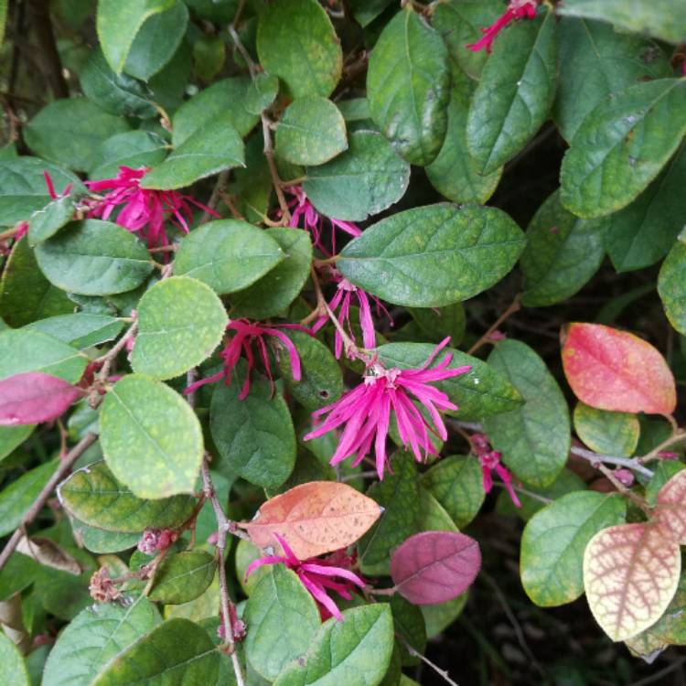 Plant image Nandina Domestica 'Woods Dwarf'