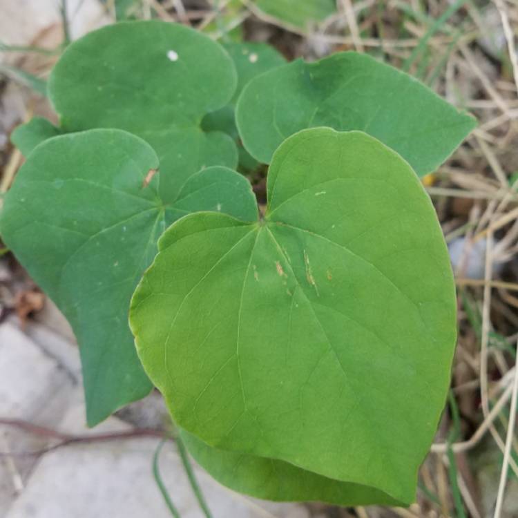 Plant image Cercis canadensis 'Oklahoma'