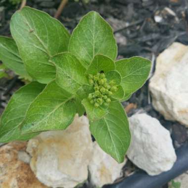 Asclepias