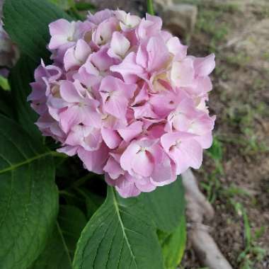 Hydrangea macrophylla 'Nikko Blue'