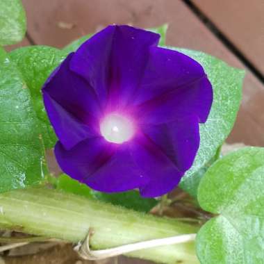 Ipomoea purpurea 'Grandpa Ott'