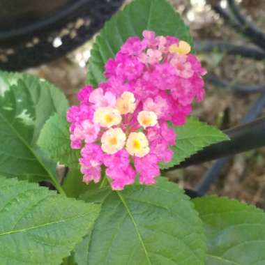 Lantana camara