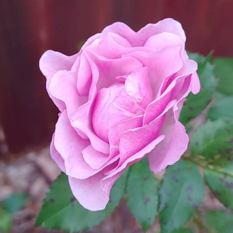 Plant image Rosa 'Fragrant Lavender Simplicity'