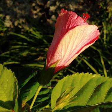 Hibiscus rosa-sinensis