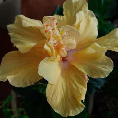 Hibiscus rosa-sinensis