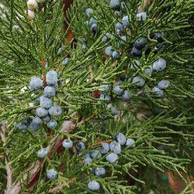 Juniperus virginiana