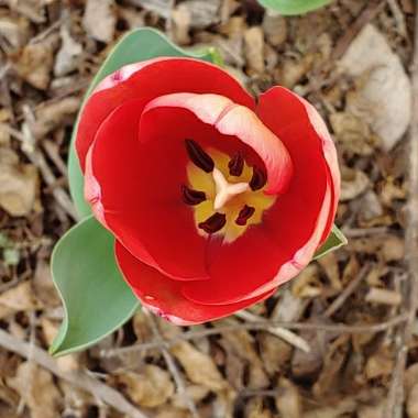 Tulipa 'Van Eijk'