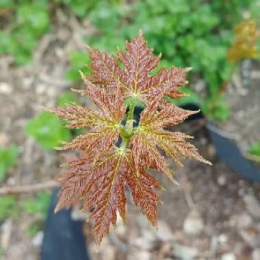 Acer saccharinum  syn. Acer dasycarpum ; Acer eriocarpum