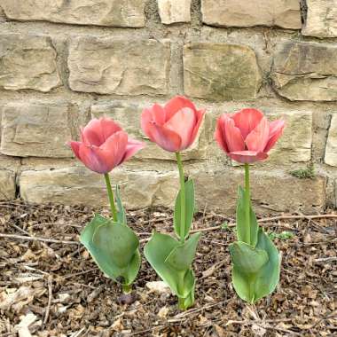 Tulipa 'Van Eijk'