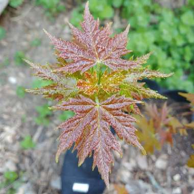 Acer saccharinum  syn. Acer dasycarpum ; Acer eriocarpum