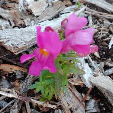 Chaenorhinum minus syn. Antirrhinum minus L.; Linaria minor