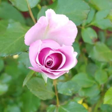 Rosa 'Fragrant Lavender Simplicity'