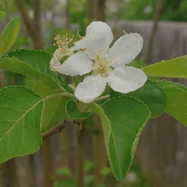 Malus domestica 'Cripps Pink' syn. Malus domestica 'Pink Lady'