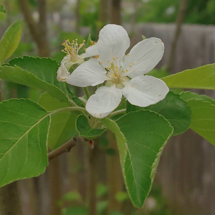 Plant image Malus domestica 'Cripps Pink' syn. Malus domestica 'Pink Lady'