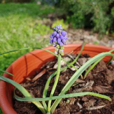 Muscari