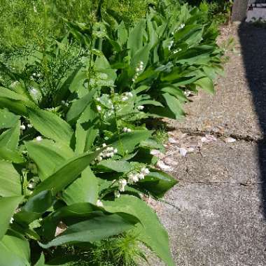 Convallaria majalis