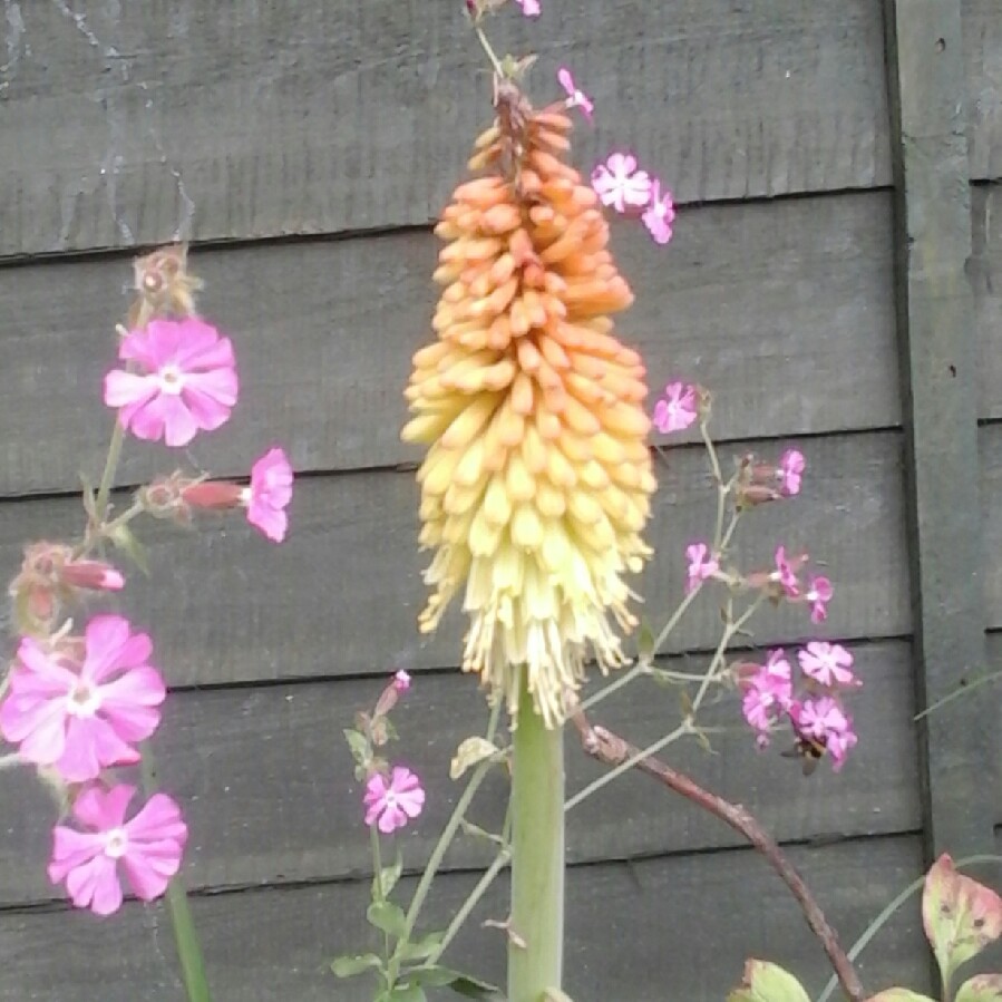 Plant image Kniphofia 'Tawny King'