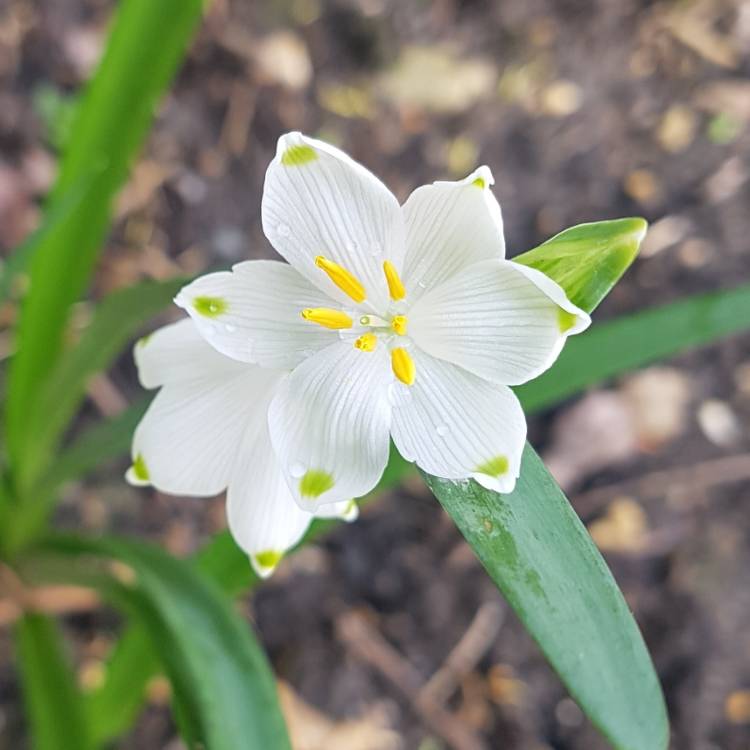 Plant image Leucojum vernum