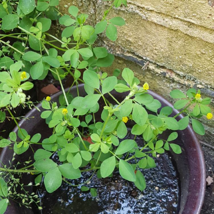 Plant image Trifolium dubium