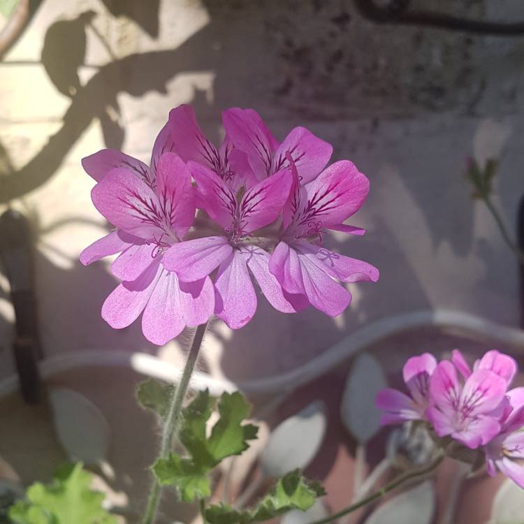 Plant image Pelargonium capitatum