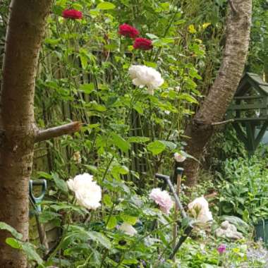 Rosa 'Auscat' syn. Rosa 'Winchester Cathedral', Rosa 'Winchester', Rosa 'White Mary Rose'