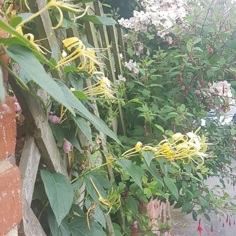 Plant image Lonicera similis var. delavayi