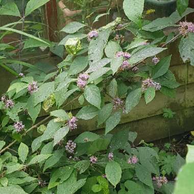 Callicarpa bodinieri var giraldii 'Profusion' syn. Callicarpa bodinieri 'Profusion'