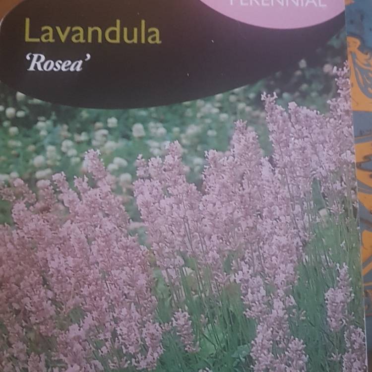 Plant image Lavandula angustifolia 'Rosea'