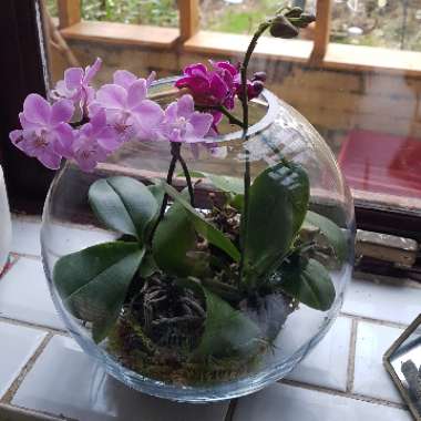 Phalaenopsis amabilis (Miniature)