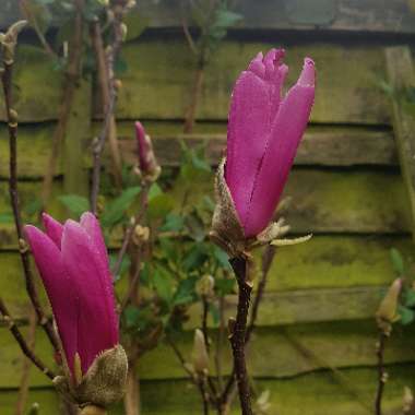 Magnolia 'Susan'