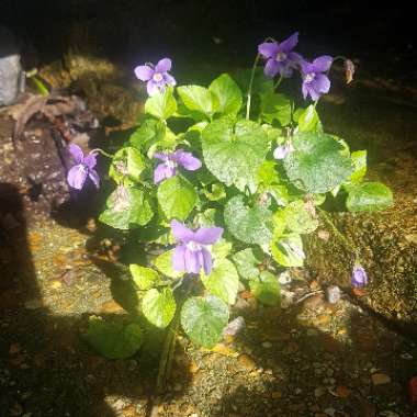 Viola riviniana 'Purpurea'