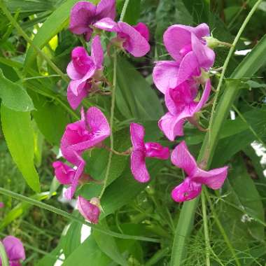 Lathyrus latifolius 'Red'