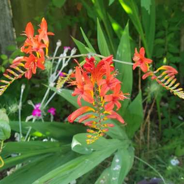 Crocosmia 'Lucifer'