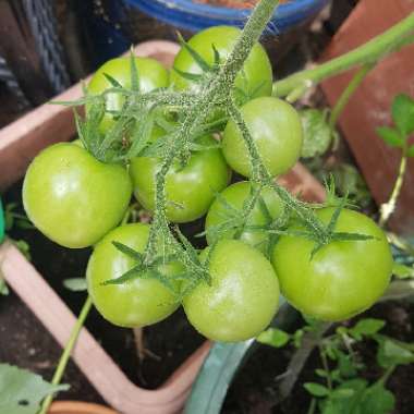 Solanum lycopersicum 'Moneymaker' syn. Solanum lycopersicum 'Money Maker'