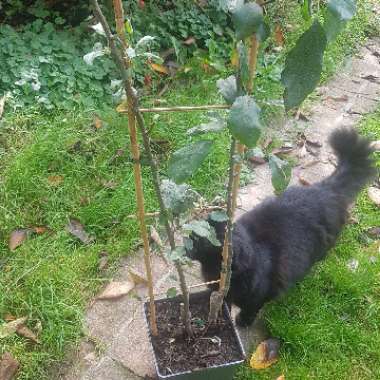 Malus domestica 'Golden Delicious'