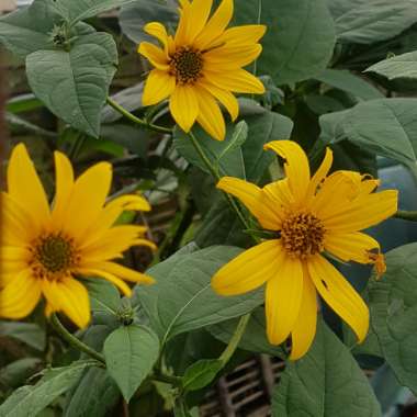 Jerusalem Artichoke