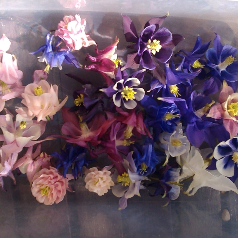 Aquilegia