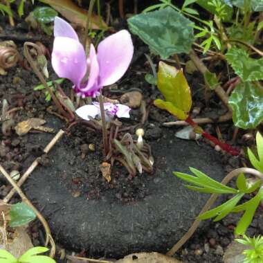 Cyclamen