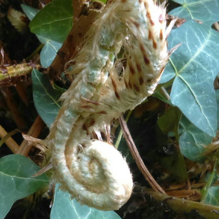 Plant image Polystichum Munitum