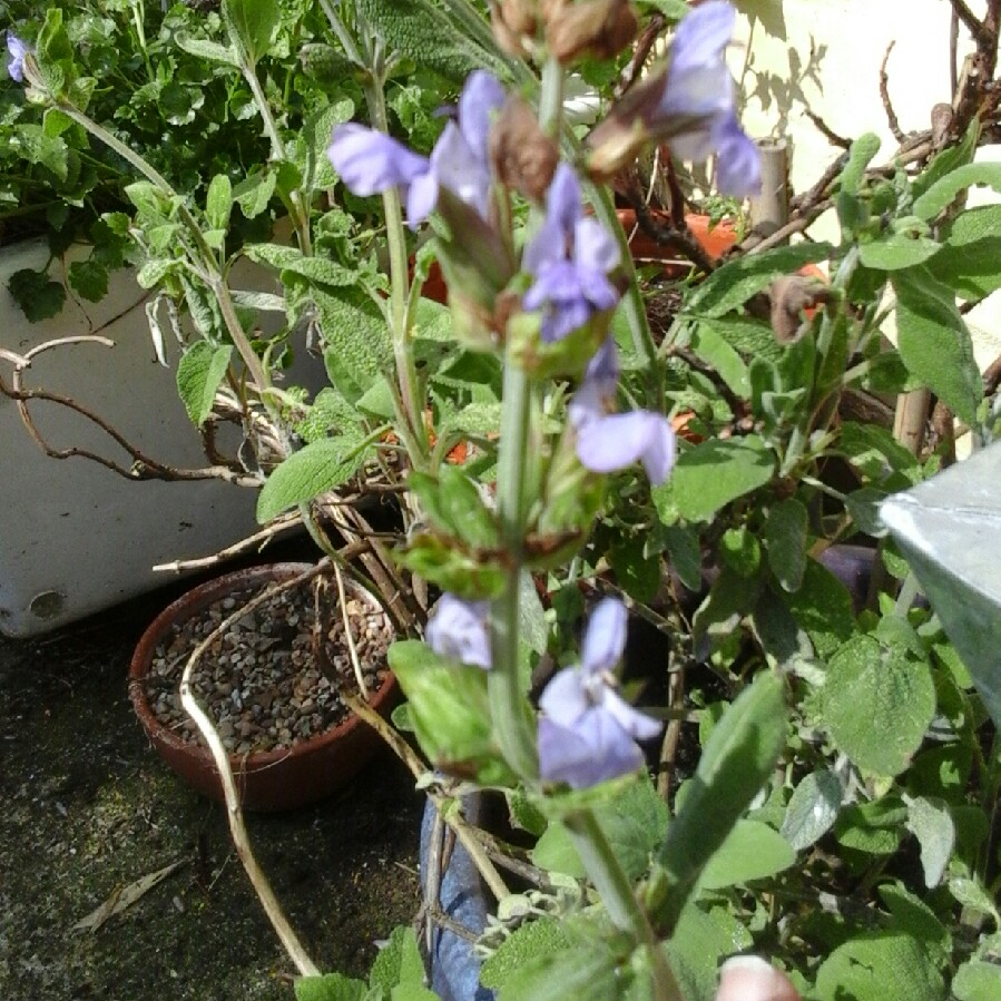 Plant image Salvia Forsskaolei