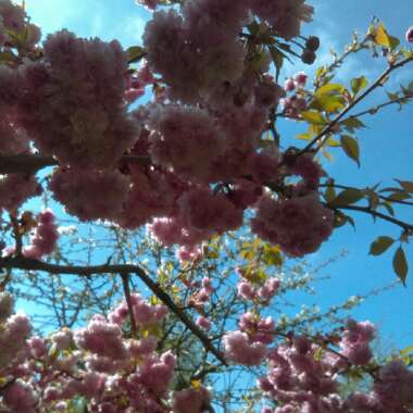 Prunus Serrulata 'Kiku-Shidare Zakura'