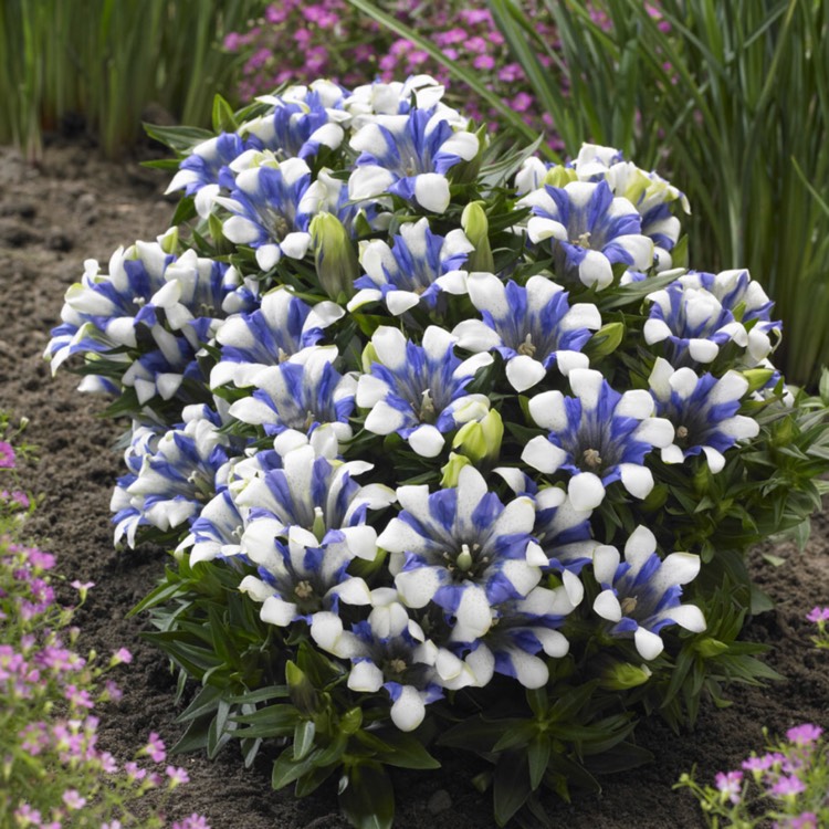 Plant image Gentiana