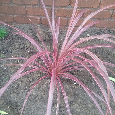 Cabbage Tree