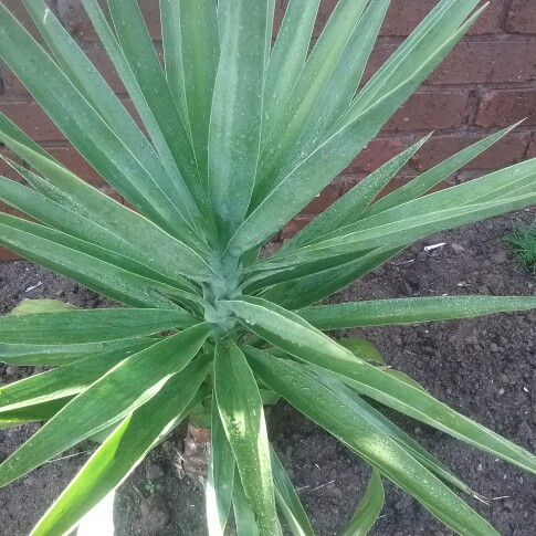 Yucca