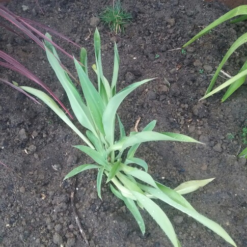 White Crimson Flag Lily